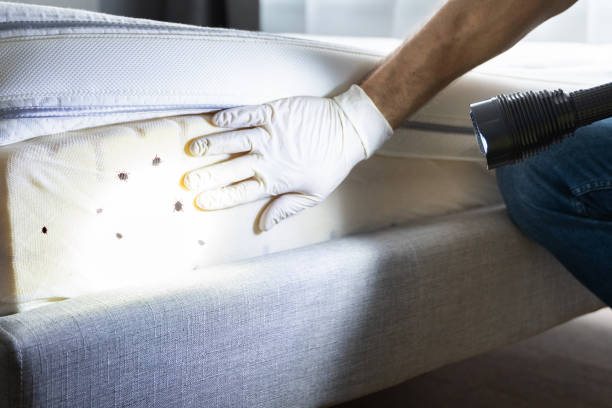 Best Insect Control  in Rose Hills, CA